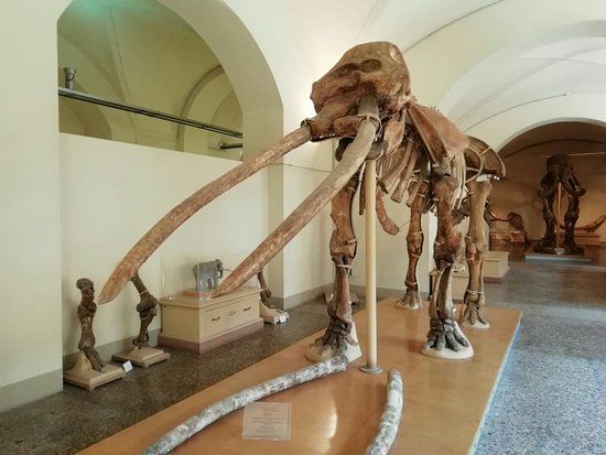 Musée d'histoire naturelle de Florence